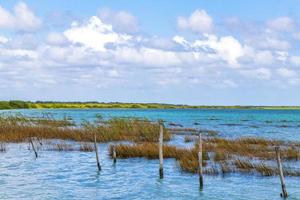 muyil lagune panorama uitzicht landschap natuur turquoise water mexico. foto