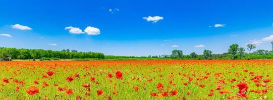 panoramisch landschap met mooie zonsondergang over papaverveld. idyllische lente natuur, rode bloemen schilderachtige. natuurpanorama, vredig close-upbeeld, bloeiende bloemen foto