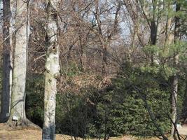 botanische tuinen in turijn foto