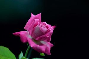 hybride theeroos. mooie roze roos op een zwarte achtergrond. foto