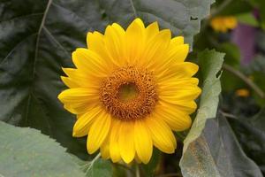 zonnebloemen in een veld op een zonnige dag. veld van zonnebloemen, bloeiende zonnebloemen. prachtig zonnebloemveld met panoramisch uitzicht in de zomer. Een bloeiende zonnebloem. foto