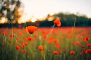 prachtig veld van rode papavers in het licht van de zonsondergang. close-up van rode papaver bloemen in weide veld. prachtig natuurlandschap. romantische rode bloemen. foto