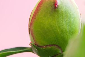 bloemknop close-up. ongeopende witte pioenbloem op roze achtergrond. foto