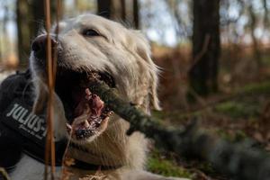 golden retriever met mond wijd open met tak in mond foto