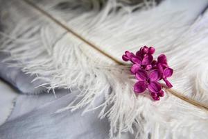 lila violette bloemen op een witte struisvogelveer. een lila geluk - bloem met vijf bloembladen tussen de vierpuntige bloemen van felroze lila syringa de magie van lila bloemen met vijf bloembladen. foto