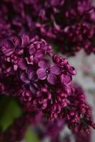 een boeket seringen. detailopname. mooie violette bloemen. wenskaart. lente bloemen. foto