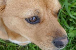 kleine bruine hond foto