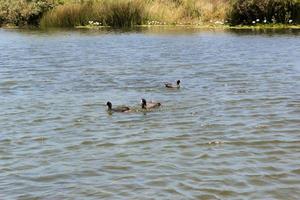 meerkoetfamilie in de vijver. zwarte watervogel, kaapstad. foto