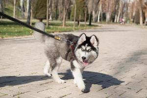 honden in het park foto