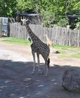 giraf, giraffa camelopardalis koninkrijk animalia, phylum chordat foto