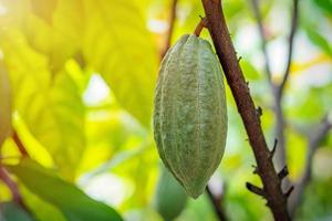 cacaofruit op een cacaoboom in tropisch regenwoudlandbouwbedrijf. foto