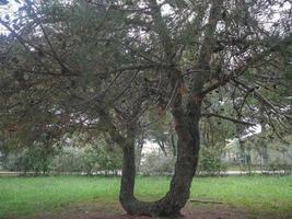tweeling dennenboom in valbedon, italië foto