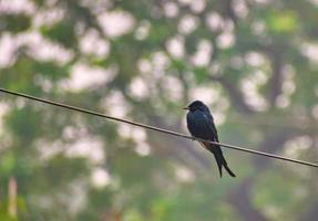 gebronsde drongo. dicrurus aeneus. het is een kleine indomalayan vogel die behoort tot de drongo-groep. foto