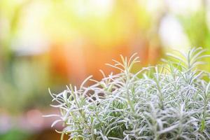 witte rosmarinus officinalis kruid en ingrediënt voor voedsel - rozemarijn plant bladeren in de tuin natuur groene achtergrond foto