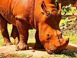 de neushoorn eet veel fruit neushoorns en rood stof. foto