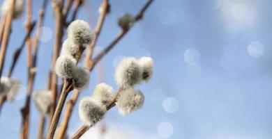 wilgentakken op een achtergrond van blauwe lentelucht en boke. banner met plaats voor tekst foto