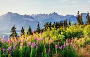 wilde bloemen bij zonsondergang in de bergen. Polen. zakopane foto