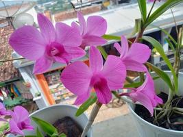 mooie roze orchidee op de pot foto