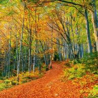 bosweg in de herfst. landschap. Oekraïne. Europa foto