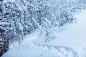 toerist in de winterbergen. schoonheid wereld. karpaten oekraïne europa foto
