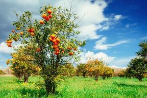 fantastisch uitzicht op de prachtige sinaasappelbomen in italië. foto