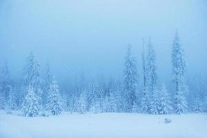 winterlandschap bomen in vorst en mist foto