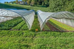 biologische teelt van groenten in kassen foto