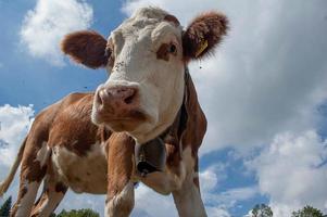 dieren in vrijheid, grazen foto