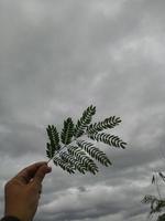 hand met een blad foto