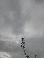 silhouet van een boomtak op hemelachtergrond foto