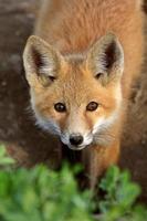 red fox pup in saskatchewan foto