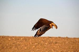 grote gehoornde uil tijdens de vlucht in saskatchewan foto