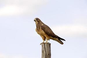 swainson's hawk canada foto