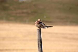 rouw op hekpaal in saskatchewan foto