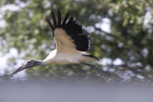 houten ooievaar vliegt over florida foto