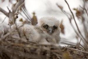 grote gehoornde uil baby's in nest foto