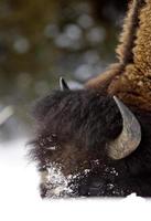 bizon buffel wyoming yellowstone foto