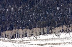Yellowstone Park Wyoming Winter Sneeuw foto