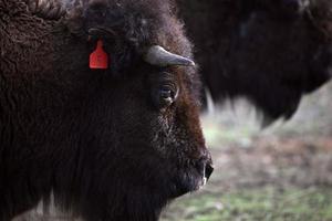 close-up van een Amerikaanse bizon in Saskatchewan foto