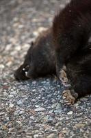 roadkill langs de landweg van Saskatchewan foto