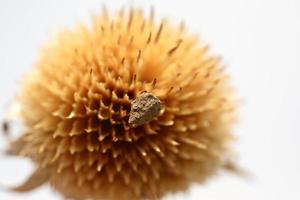 dode stier distel bloei in saskatchewan foto