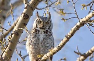 grote gehoornde uil saskatchewan foto