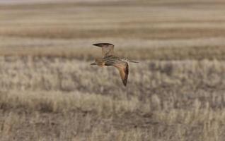 wulp tijdens de vlucht saskatchewan canada foto