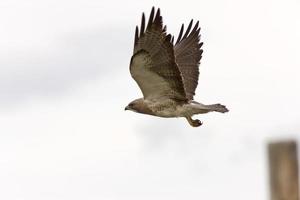 swainson havik tijdens de vlucht saskatchewan canada foto