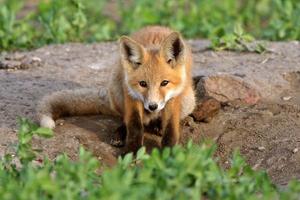 red fox pup in saskatchewan foto