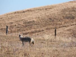 coyote die in het veld staat foto