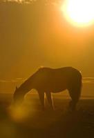 paard bij zonsondergang foto