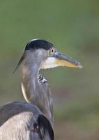 grote blauwe reiger in florida foto