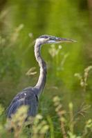 grote blauwe reiger in florida foto