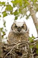 grote hoornuil in nest foto